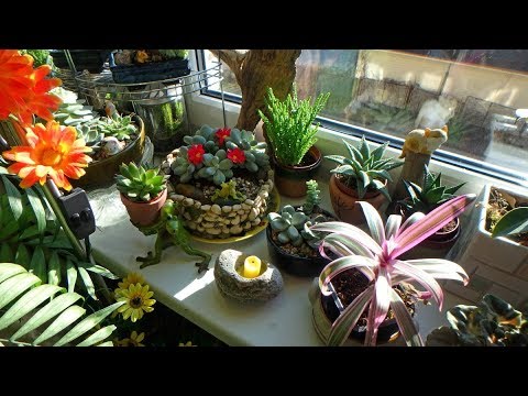 Видео: новости с подоконника - цветочное переселение