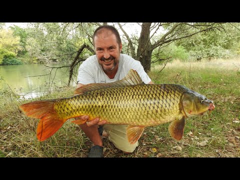 Видео: Още шарани по Марица