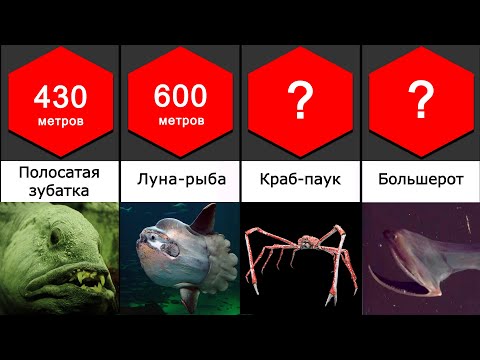 Видео: Сравнение: Бездна. Глубоководные существа