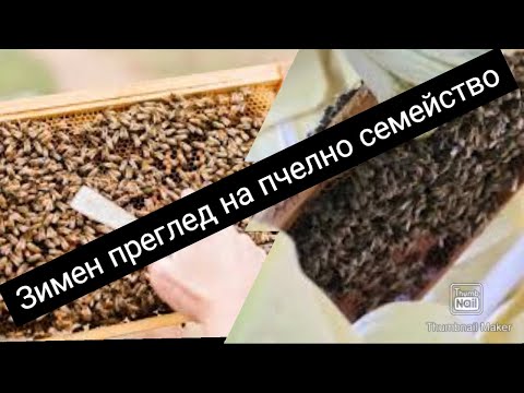 Видео: Зимен преглед на пчелно семейство. Подхранване с правилната твърда храна.