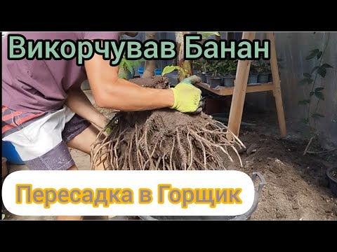Видео: Викорчував Банан з Грунту і пересадив у горщик.