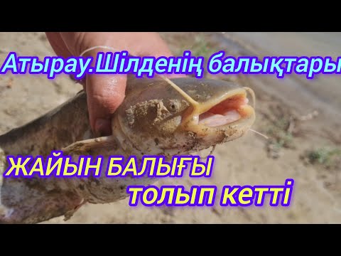 Видео: Атырау. Шілденің балықтары.Жайын балықтың күні.