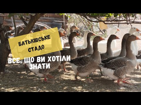 Видео: Відбір гусей на батьківське поголів'я