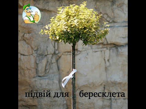 Видео: підвій для  бересклета на штамбі.rootstock for barberry on the trunk,подвой для бересклетана штамбе.