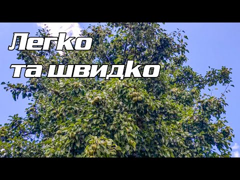 Видео: Ріжемо невиличку грушку