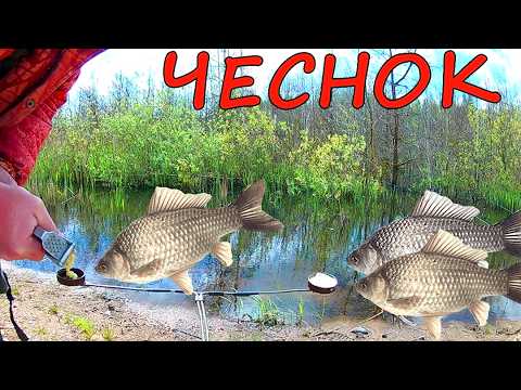 Видео: Опустил под воду СУШЕНЫЙ и СВЕЖИЙ чеснок. И ВОТ ЧТО получилось!!!