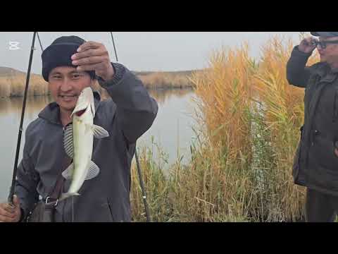 Видео: Кыргызское озеро судак кармадым