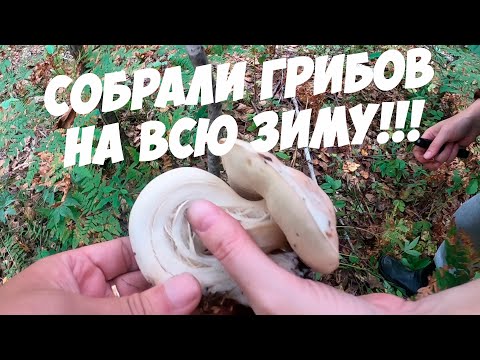 Видео: САМЫЙ НЕОБЫЧНЫЙ СБОР ГРИБОВ! СОБРАЛИ ПОДОСИНОВИКИ БЕЛЫЕ ЧЁРНЫЙ ГРУЗДЬ И ПОДБЕРЁЗОВИКИ ШОК У ГРИБНИКА