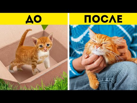Видео: ИСТОРИЯ БРОДЯЧЕГО КОТА | ЗАБАВНЫЕ ЛАЙФХАКИ И ПОЛЕЗНЫЕ ПОДЕЛКИ ДЛЯ ДОМАШНИХ ЖИВОТНЫХ