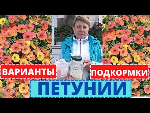 Видео: ПЕТУНИЯ важные ПОДКОРМКИ для пышного роста в начале лета