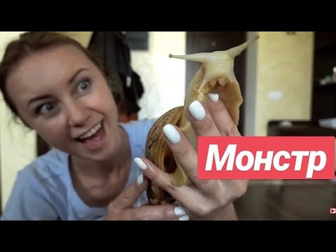 Видео: УБОРКА В КОНТЕЙНЕРЕ УЛИТОК//ЧУТЬ НЕ СБЕЖАЛИ