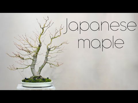 Видео: Японский клён, 4 года от отводка – Arkefthos Bonsai