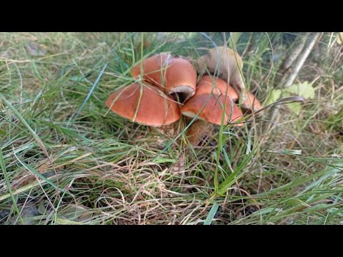 Видео: Лесные дары радуют🍁🍁🍁