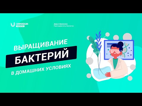 Видео: Выращивание бактерий в домашних условиях | Умникум