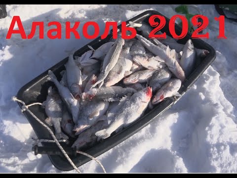 Видео: Алаколь2021.Бешеный клев крупного белого окуня и судака./crazy perch bite.