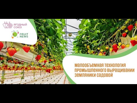 Видео: Вебинар «Малообъемная технология промышленного выращивании земляники садовой»