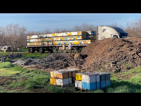 Видео: Пчелы в саду на опылении 2025