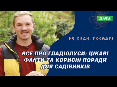 Видео: Секрети Підготовки і Посадки Гладіолуса. Як Виростити Гладіолус?