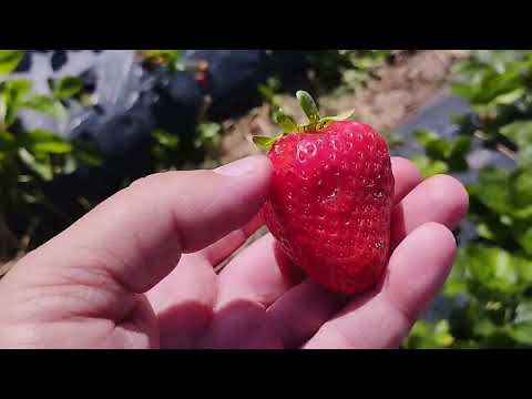 Видео: Огляд ділянки і дегустація сортів(частина 2)