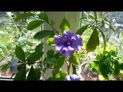 Видео: Брунфельсия экзотическая.. Маленький обзорчик цветущих растений.