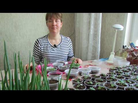 Видео: Всходы цветов посеянных в январе