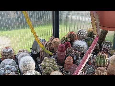 Видео: Живые камни .Линька литопсов.Первые кактусные бутоны в марте.