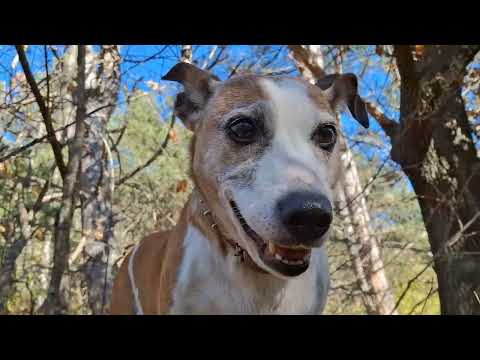 Видео: ВЫХОД В ОСЕННЕЕ УРОЧИЩЕ.