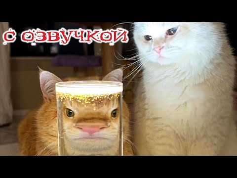 Видео: Приколы с котами! С ОЗВУЧКОЙ! Смешные видео с котами и собаками! Самые смешные животные!