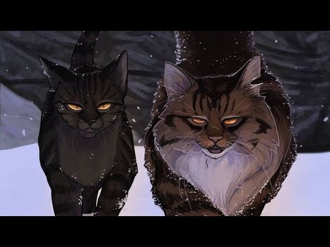 Видео: плохие отзывы о котах-воителях