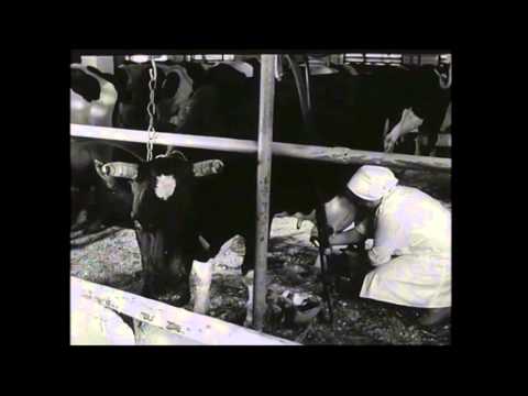 Видео: ГОСПЛЕМЗАВОД "ЗАРЯ КОММУНИЗМА".1966г.