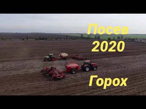 Видео: Посевная 2020 ещё не закончена ( зимующий горох)