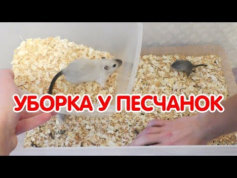 Видео: Песчанки 15-21 дней. Уборка у песчанок