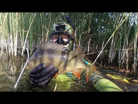 Видео: Подводная охота Лучшие моменты за весь этот сезон ЧАСТЬ 2
