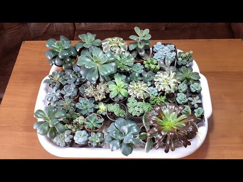 Видео: Суккуленты в наличии на 4.01.23г.