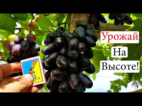 Видео: Урожай на высоте! Виноград Кишмиш Юпитер, Алвика и Отелло