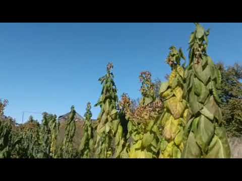 Видео: Первый Мороз 30 сентября 25 г. До -5