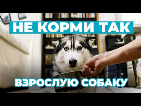 Видео: Кормление ВЗРОСЛЫХ собак: ТОП-10 ошибок, которые могут навредить вашему питомцу!