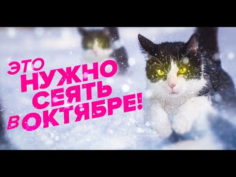 Видео: ЧТО ПОСЕЯТЬ В ОКТЯБРЕ? МОРКОВЬ. ТОМАТЫ. ЦВЕТЫ. ЗЕМЛЯНИКА. ЧТО СЕЕМ ПОД ЗИМУ?