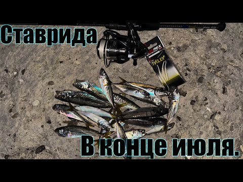 Видео: Ставрида в конце июля