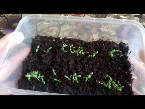 Видео: Причины плохой всхожести вербены. Посев вербены. Уход за сеянцами