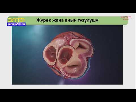 Видео: 8-класс | Биология | Кан айлануу. Кан айлануу органдары.