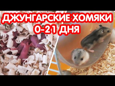 Видео: Джунгарские хомяки (0-21 дня)