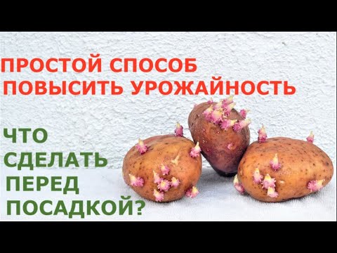 Видео: Китайский метод посадки картофеля повысит урожай или нет? Зачем и как резать картошку перед посадкой