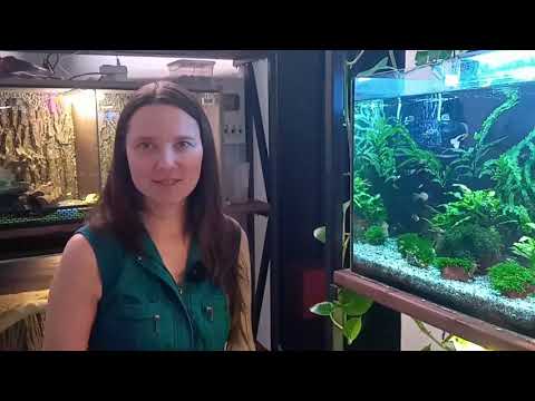 Видео: Помутнела вода в аквариуме / Почему / Как исправить