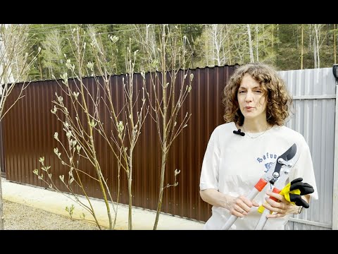 Видео: Обрезаю РАНЕТКУ, СИРЕНЬ. Формирую КЛЕН ГИННАЛА зонтиком