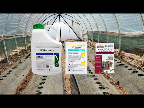 Видео: Как я уничтожаю всех вредителей на клубнике? Секретные схемы обработок!