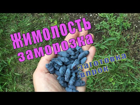 Видео: Три способа заморозки жимолости || Витамины впрок || Заготовки на зиму