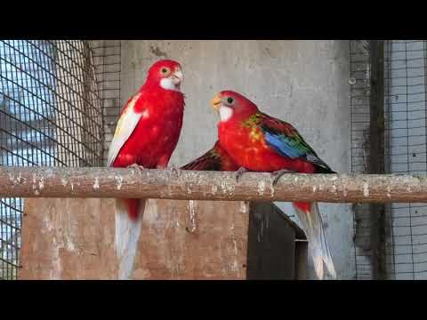 Видео: Попугаи розеллы кормят птенцов. Rosella parrots feed their chicks.