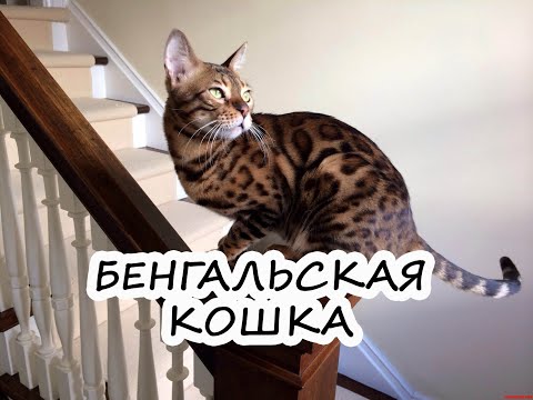 Видео: Бенгальская кошка