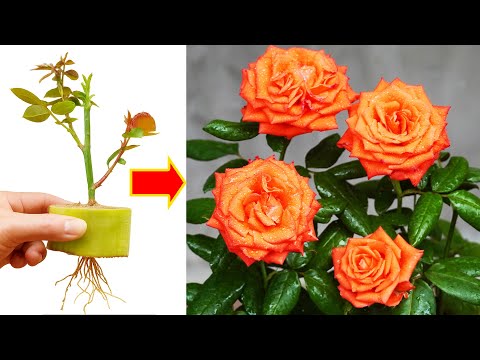 Видео: Быстрое клонирование роз в домашних условиях — большой успех при минимальных усилиях